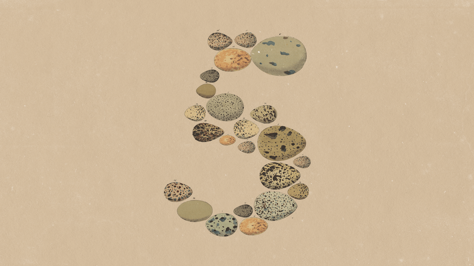 Vintage egg illustrations arranged into the number five for Claude Opus 5